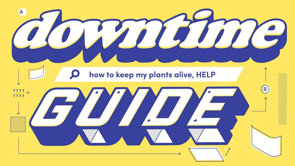 The Downtime Guide To: Becoming A Plant Parent